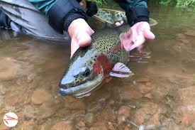 So, what are the best fly fishing tools that every fly angler actually needs? What Is A Nymph Rig And How To Set One Up Fly Fishing Fix