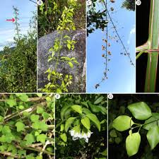 Image result for Syncolostemon linearis