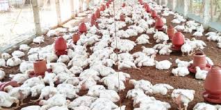 পোল্ট্রি খামার পরিষ্কার ও জীবাণুমুক্ত রাখার কৌশল - Agriview24.com