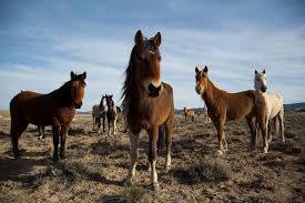 Check spelling or type a new query. Wild Horse Resolution Mountainfilm