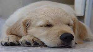 Golden Retriever Sleeping Tips Golden Retrievers Training