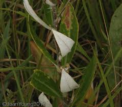 Image result for Macledium zeyheri