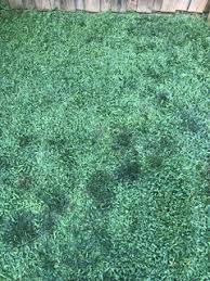 Augustine grass include crabgrass, dallisgrass, and most broadleaf weeds. St Augustine Crabgrass Or Other