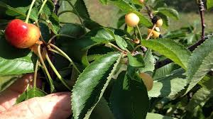 This disease is one of the most destructive diseases to sweet and sour cherries. X Disease Management In Stone Fruit Is Not That Simple Growing Produce