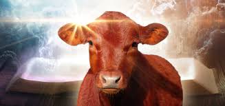 Image result for images The Red Heifer