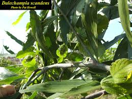 Image result for Dalechampia capensis