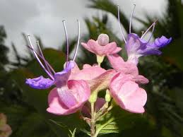 Image result for Karomia tettensis