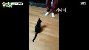 술에 취해 숙취 중인 박수홍과. ë¯¸ìš°ìƒˆ ì™„ì „ ê°œëƒ¥ì´ì¸ ë°•ìˆ˜í™ë„¤ ê³ ì–'ì´ ë‹¤í™ì´ ìŠ¤í€˜ì–´ ì¹´í…Œê³ ë¦¬