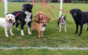 Maybe you would like to learn more about one of these? Best Dog Daycares In Dubai Dog House Dog Walk More Mybayut