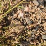 Image result for Hermannia kirkii