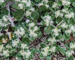 Image result for Guilleminea densa