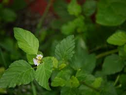 Image result for Melochia corchorifolia