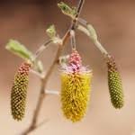 Image result for Bergia pentheriana