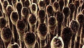 May 04, 2019 · a plasmodial slime mold exists as an enormous cell formed by the fusion of several individual cells. Why Use Abbotts For Mold Testing Abbotts