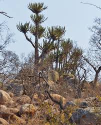 Image result for Euphorbia lissosperma