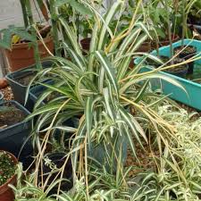 Image result for Chlorophytum galpinii