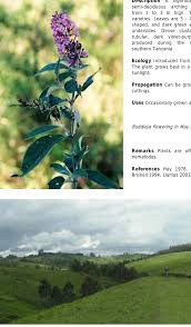 Image result for Dissotis melleri