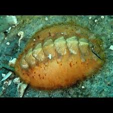 Image result for Galeomma