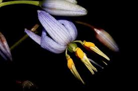 Image result for Phormiaceae