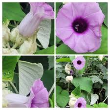 Image result for Astripomoea malvacea