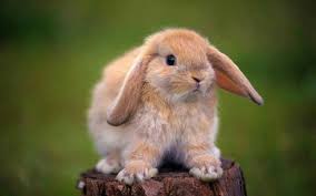 This only means giving your pet proper diet, companionship and housing. Fun Facts About Lop Eared Bunnies Here Bunny