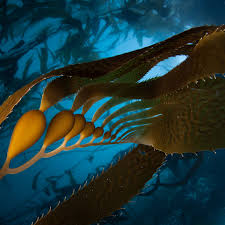 Image result for Kelp Green 2007 S-Max