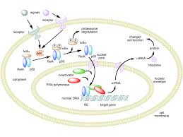 The english language has developed over a period of seven centuries. Nf Kb Wikipedia