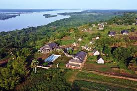 Image result for Bersama yangambiensis