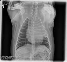 Spontaneous lung lobe torsion occurs in dogs (most commonly pugs and afghan hounds33), can occur in any lung lobe, and may be secondary to pleural effusion or. Fidex Multi Modality Veterinary Cr Ct Fluoroscopy Scanner From Animage Case Study