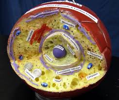 Maybe you would like to learn more about one of these? Animal Cell Made From Ball Filled With Foam Insulation 2013 Plant And Animal Cells Cell Model Project Animal Cell