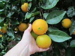 Cara cara orange tree for sale fast growing trees com. Cara Cara Red Navel Orange Tree Just Fruits And Exotics