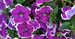 Maybe you would like to learn more about one of these? Wave Petunia Care Tips On Caring For Wave Petunias