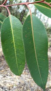 Image result for Eucalyptus robusta