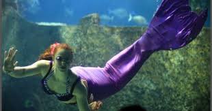 Mermaid Love Story Turkuazoo Akvaryum Aquarium Istanbul Trip Advisor Aquarium