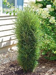 Image result for Rhamnus staddo