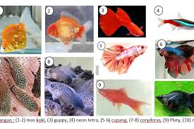Kehadiran ikan hias di dalam rumah masyarakat modern dapat menjadi salah satu alternatif hiburan di tengah rutinitas yang padat. Dosen Ipb University Beri Tips Pelihara Ikan Hias Untuk Pemula Antara News