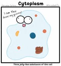 An animal connective tissue cell bathed in isotonic body fluid. Ap Biology Unit 2 Cell Structure And Function Review Quizizz