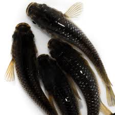 九州 メダカ 屋