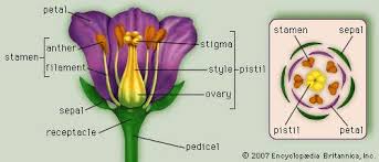 The pistil is the female reproductive part of a flower, composed of several or one organ. 5 Fast Facts About Flower Anatomy Britannica