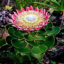 Image result for Protea cynaroides