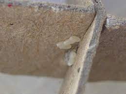 At this stage, bed bugs get to be 3 millimeters long. How Long Does It Take Bed Bugs Eggs To Hatch Pestseek