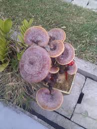 Image result for Ganoderma lucidum