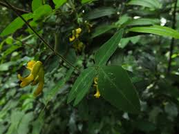 Image result for Dumasia