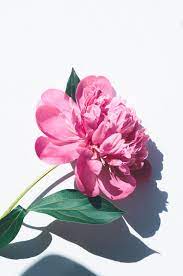 Browse 8,343 pink peony stock photos and images available, or search for pink peony petals or pink peony flowers to find more great stock photos and. Best Pink Peony Pictures Hd Download Free Images On Unsplash