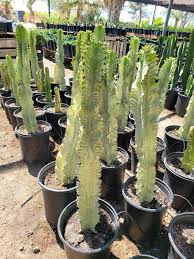 Image result for Euphorbia zambesiana