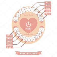 Baby Teething Chart Stock Vector Ninamunha 104240934
