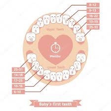 baby teething chart stock vector ninamunha 104240934