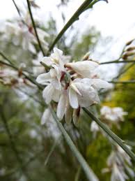 Image result for Retama monosperma