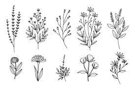 Desenho A Mao Com Colecao De Ervas E Flores Flower Drawing Floral Drawing Bullet Journal Art