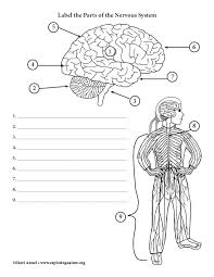 Check spelling or type a new query. Nervous System Label The Parts